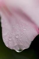 Raindrop on pink photo