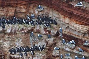 common murre on Heligoland photo