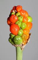 Red and yellow wild fruits close up botanical background arum italicum family araceae high quality big size print photo