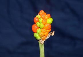 Red and yellow wild fruits close up botanical background arum italicum family araceae high quality big size print photo