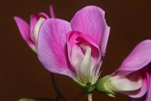 violeta trepadora salvaje flor floreciente macro fondo botánico lathyrus latifolius familia leguminosas alta calidad tamaño grande láminas modernas foto