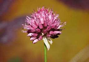 flor primer plano botánico moderno fondo allium acutiflorum familia amaryllidaceae tamaño grande impresión de alta calidad foto