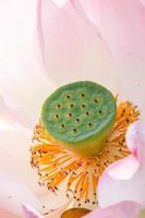 Close up bud pink lotus flower blossom in the garden photo