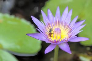 abeja y lirio de agua foto