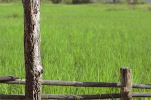 valla de madera en campos de arroz foto