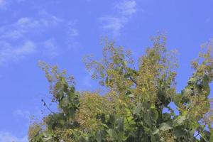 árbol de teca con cielo azul. foto
