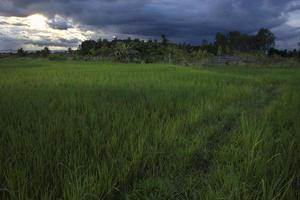 campos de arroz con cielo. foto