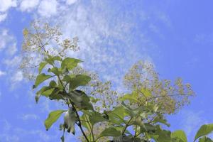 árbol de teca con cielo azul. foto