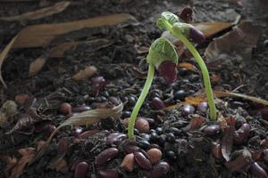 Green sprout growing from seed photo