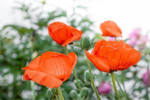 Orange poppies flowers photo