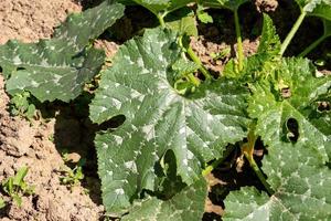 Vegetable marrow leaves photo