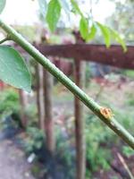 tree trunk with macro camera. photo