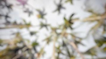 Defocused areca nut background.for mobile app. photo