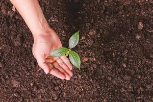 A small tree and hands are planting trees tenderly. photo