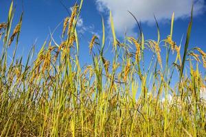 campos de arroz y cielo azul profundo foto