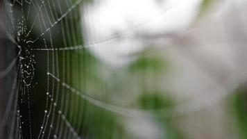 vue rapprochée d'une toile d'araignée tremblante recouverte de gouttes d'humidité avec des feuilles vertes en arrière-plan.