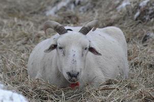 sheeps in the winter photo