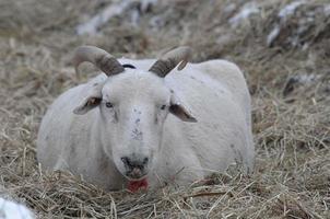 ovejas en el invierno foto