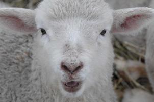 sheeps in the winter photo