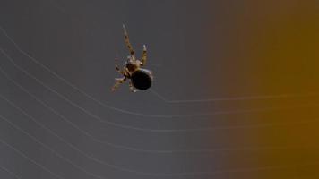 Spider Garden spider  Araneus  weaves a web video