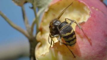 Hornet eats the flesh of a ripe red apple, HDR footage video