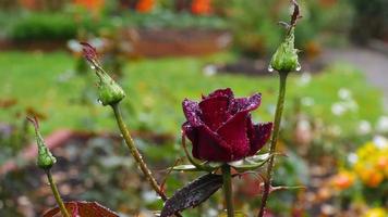 rosa roja oscura con gotas de agua y hojas verdes oscuras que crecen en el jardín video