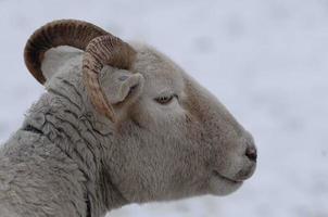 sheeps in the winter photo