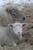 sheeps in the winter photo