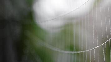 vista de cerca de la telaraña cubierta con gotas de humedad con hojas verdes en el fondo. foco de bastidor. video