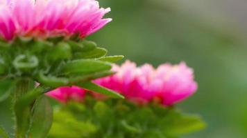 roze asterbloem met vorst op een mistige ijzige ochtend, rekfocus video