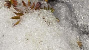 Timelapse shot of melting snow unveiling lupine sprout video