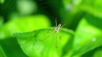 araña araña de jardín en una web
