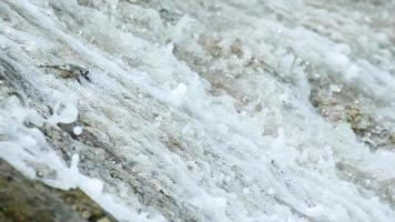 Crabs on the rock at the beach, rolling waves, close up video