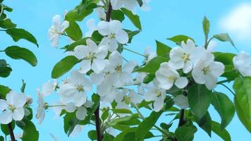 schöne Blumen am Apfelbaum in der Natur video