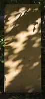 Close-up of a black leaf shadow from the sun light on a brown plywood surface. photo