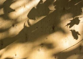 Close-up of a black leaf shadow from the sun light on a brown plywood surface. photo