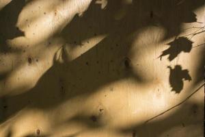 primer plano de una sombra de hoja negra de la luz del sol sobre una superficie de madera contrachapada marrón. foto