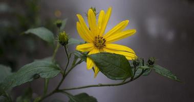 yellow flower Jerusalem artichoke. disturbing floral background photo