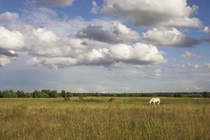 Horses at green pastures of horse farms withered grass photo