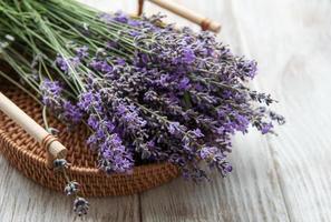 Poda estacional de lavanda. foto