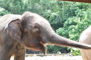 elefante en el parque zoológico de Tailandia foto