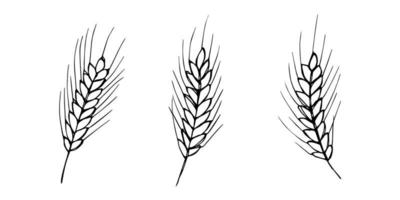 Vector hand drawn wheat doodle illustration. Cute harvest clipart. Farm market product.