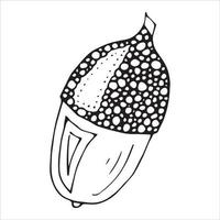 Vector hand drawn acorn illustration. Autumn botany sketch.