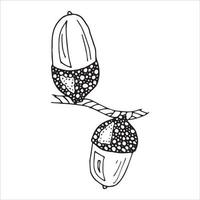 Vector hand drawn acorn illustration. Autumn botany sketch.