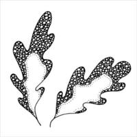 Vector hand drawn oak leaf. Autumn illustration. Detailed botanical clipart