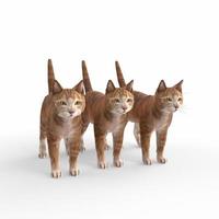 scottish fold cat 3d modelling photo