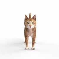 modelado 3d gato escocés fold foto