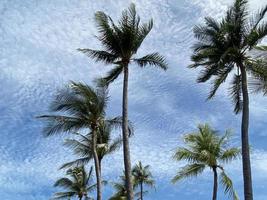 Coconut palm tress on summer sky photo
