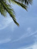 Palm leaves on blue sky in summer photo