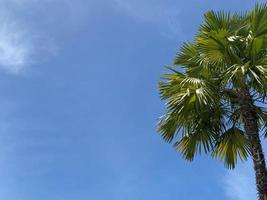 Palm tree on blue sky in summer photo